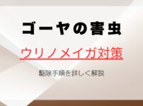 ゴーヤの害虫ウリノメイガ対策と駆除手順を詳しく解説