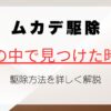 ムカデを家の中で一匹見つけたときのリスクと駆除法