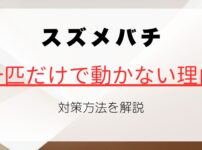 スズメバチが一匹動かない理由と適切な対策方法を解説